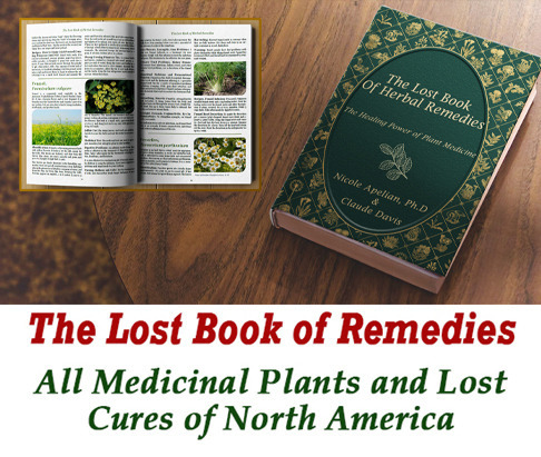 Buy The Lost Book Of Herbal Remedies At Low Price Technuto01
